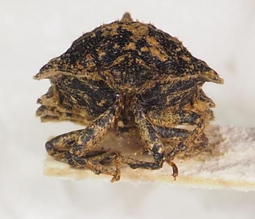 Cyrtocoris egeris